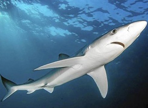 Urpeko argazki-erakusketa eta lau zine-saio antolatu ditu Deporreko batzordeak