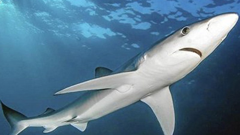 Urpeko argazki-erakusketa eta lau zine-saio antolatu ditu Deporreko batzordeak