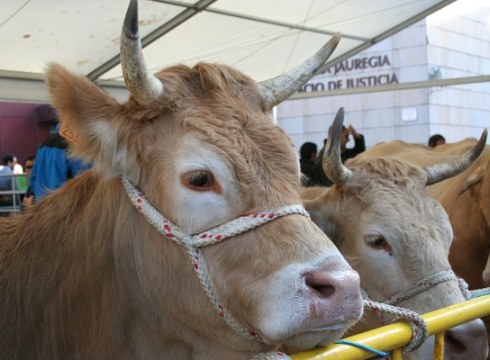 72 postu San Andres Azokan