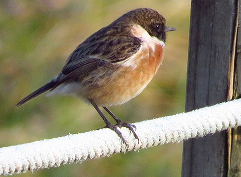 Abenduaren 26an hegaztien neguko zentsua egiteko laguntzaile bila ari dira