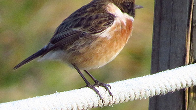 Abenduaren 26an hegaztien neguko zentsua egiteko laguntzaile bila ari dira