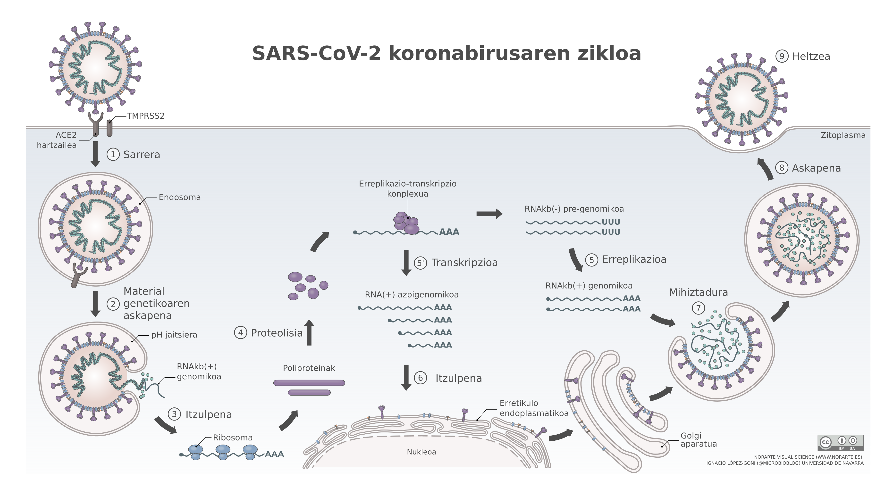 SARS-CoV-2_zikloa