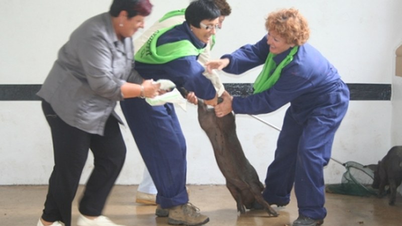 Arrate izenekoen jaia domekan izango da