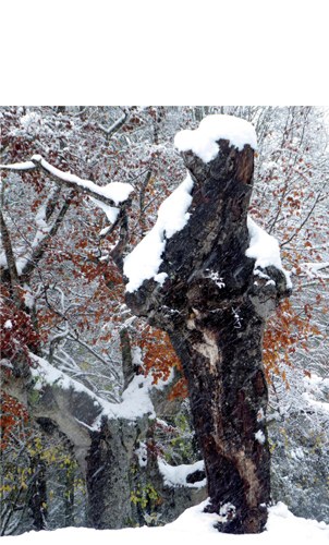 “Arrateko Handia” (Periko Iriondo)