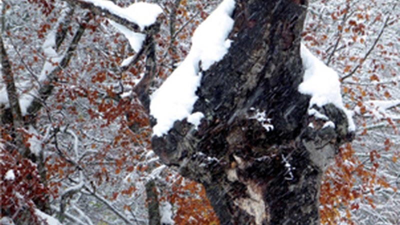 “Arrateko Handia” (Periko Iriondo)