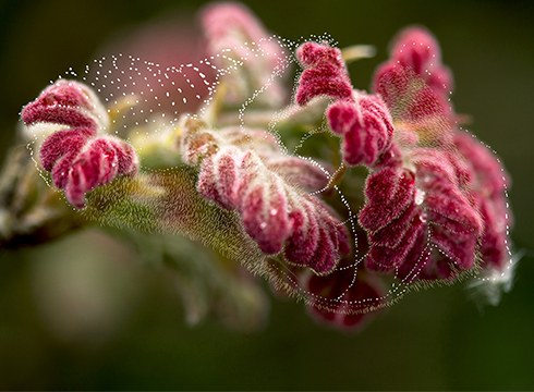 Artea eta komunikazioa basoari buruz hausnartzeko