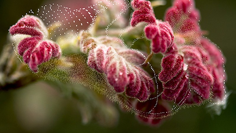 Artea eta komunikazioa basoari buruz hausnartzeko