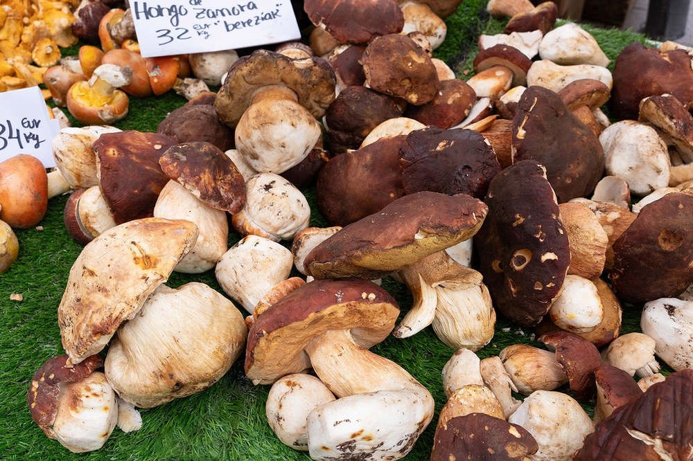 Asteburuan egingo dira, 25. aldiz, Jardunaldi Mikologikoak