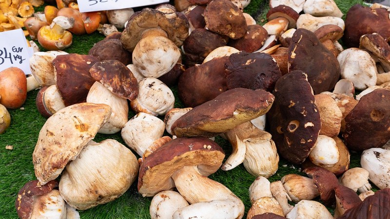 Asteburuan egingo dira, 25. aldiz, Jardunaldi Mikologikoak