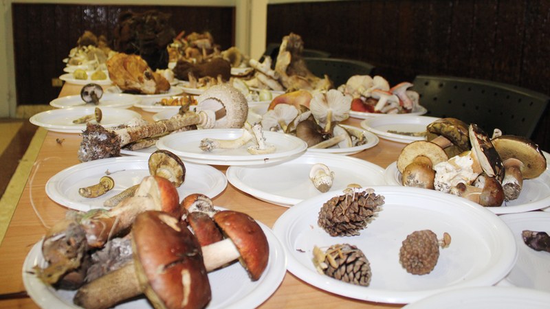Aurtengo Mikologia Jardunaldiak urriaren 5etik 7ra egingo dira