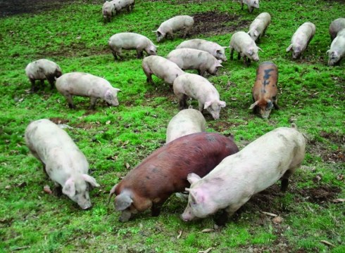 Basatxerri produktoen dastaketan parte hartu nahi dutenek gaurtik aurrera eman beharko dute izena