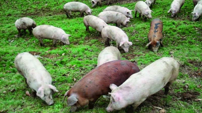 Basatxerri produktoen dastaketan parte hartu nahi dutenek gaurtik aurrera eman beharko dute izena