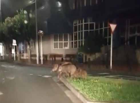 Basurde eta orkatzak herriko kaleetatik uxatzeko neurriak har ditzala eskatu dio Udalak Ehiza Federazioari