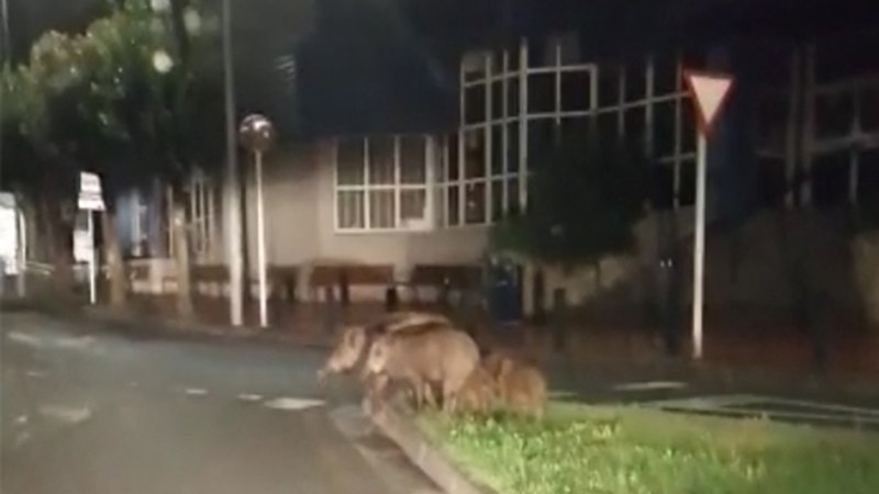 Basurde eta orkatzak herriko kaleetatik uxatzeko neurriak har ditzala eskatu dio Udalak Ehiza Federazioari