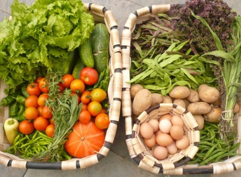 Bertako elikadura freskoari buruzko hitzaldia Portalean