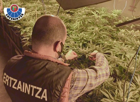 Bi lagun atxilotu dituzte 2.700 landare baino gehiago zituen marihuana-plantazioa edukitzeagatik