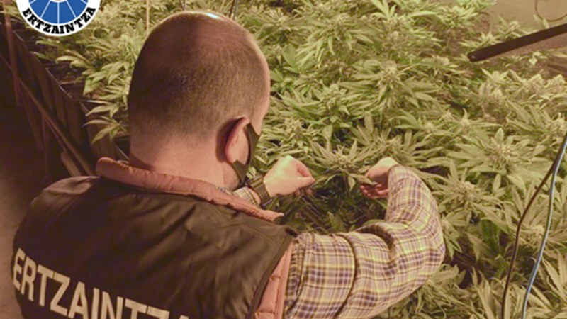 Bi lagun atxilotu dituzte 2.700 landare baino gehiago zituen marihuana-plantazioa edukitzeagatik