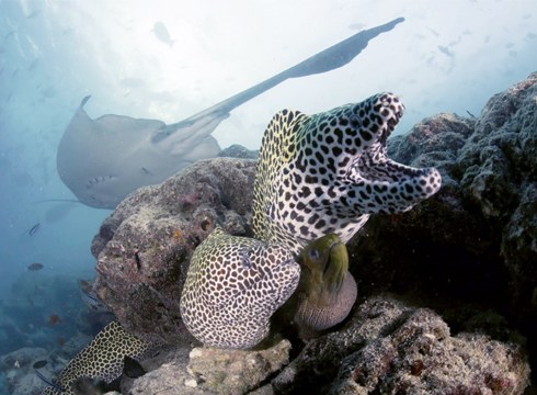 Bihar Txikizikloa egingo dute Itsaspeko Zinema Zikloaren barruan