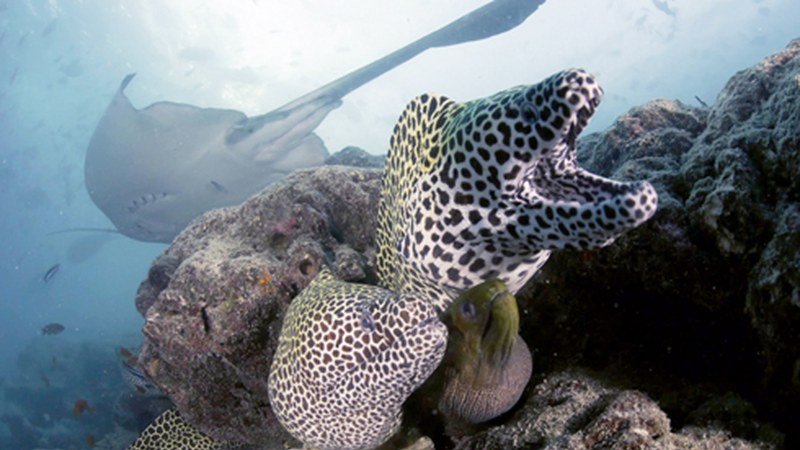 Bihar Txikizikloa egingo dute Itsaspeko Zinema Zikloaren barruan