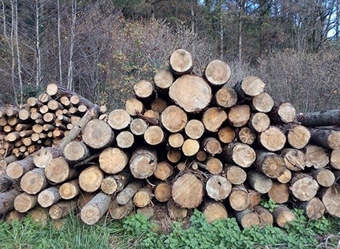 Bioenergiari buruzko V. Jardunaldiak egingo dira eguazten eta eguenean