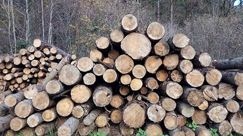 Bioenergiari buruzko V. Jardunaldiak egingo dira eguazten eta eguenean