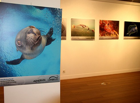 CIMASUB Itsaspeko Zinemaren Nazioarteko Ziklora aurkeztutako argazki erakusketa zabaldu dute Topalekun