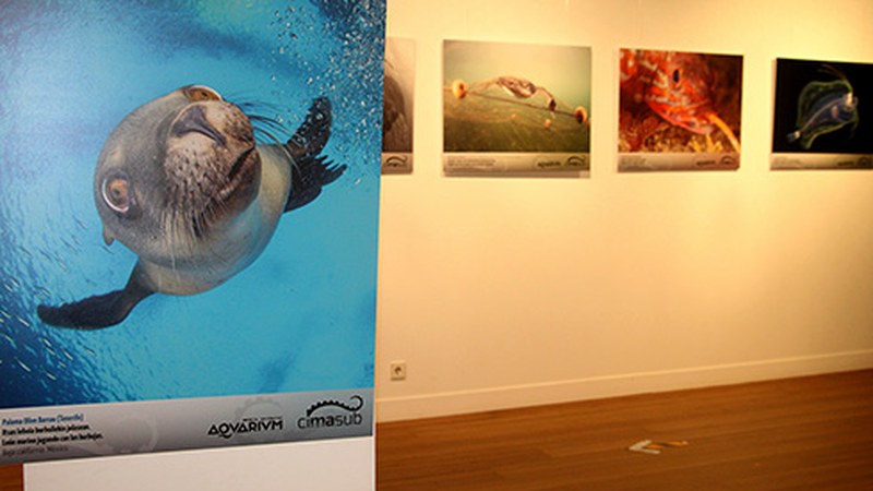 CIMASUB Itsaspeko Zinemaren Nazioarteko Ziklora aurkeztutako argazki erakusketa zabaldu dute Topalekun