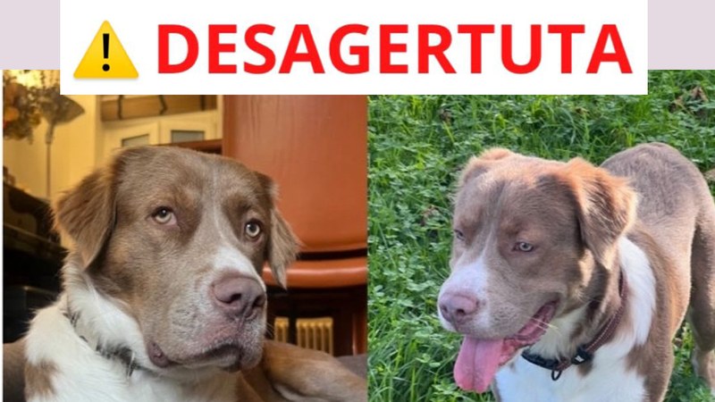 Deba inguruan desagertuta zegoen Taco txakurra hilda agertu da