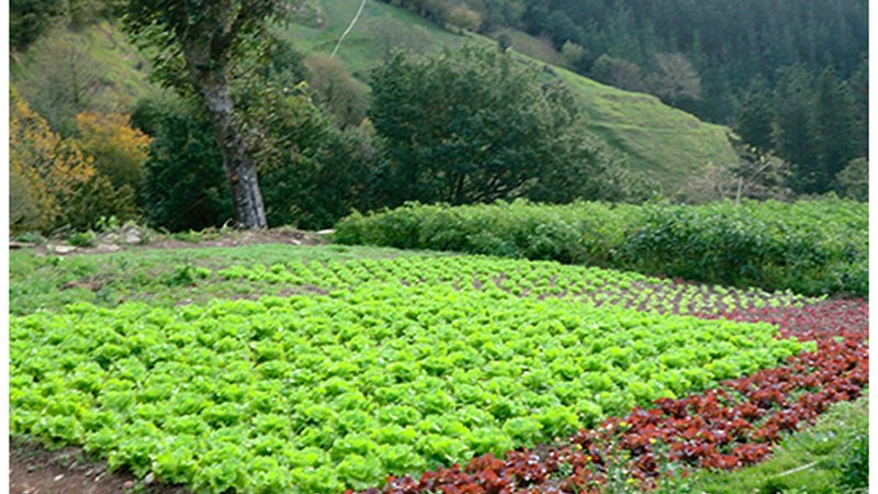 Debabarrenako baserriek etxez etxeko zerbitzua jarri dute martxan