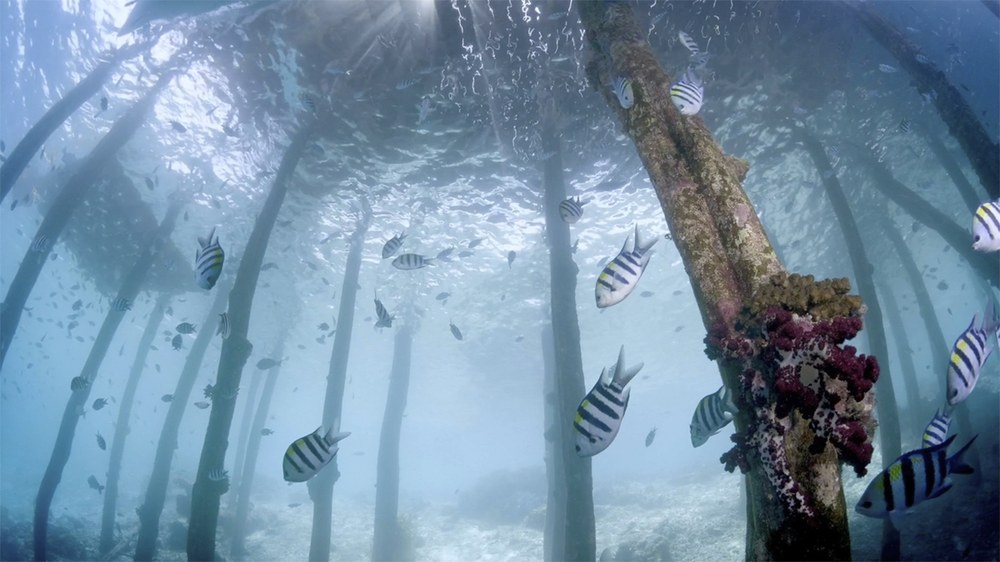 Domeka eguerdian familientzat egingo den saioarekin amaituko da Nazioarteko Itsaspeko Zinema Zikloa Eibarren