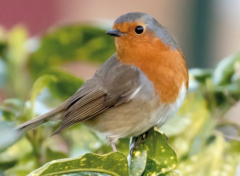 Domekan txoriak ikustera joateko irteera antolatu du Eibarko Baso Biziak taldeak