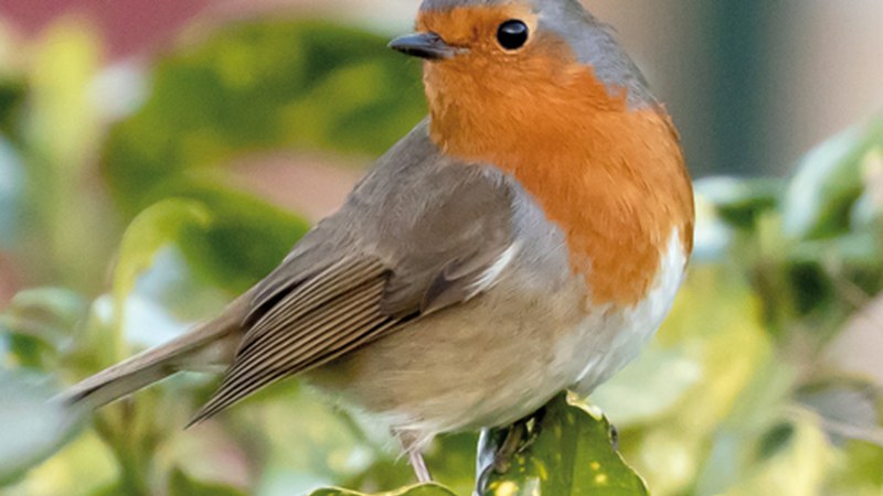 Domekan txoriak ikustera joateko irteera antolatu du Eibarko Baso Biziak taldeak