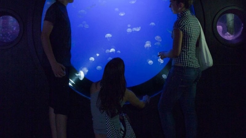 Donostiako akuariumean gaua emateko irteera