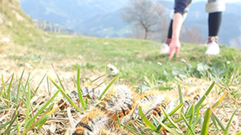 "Eguzki izpi bat, eta jada auto-ilarak!" (Viviane Straub)