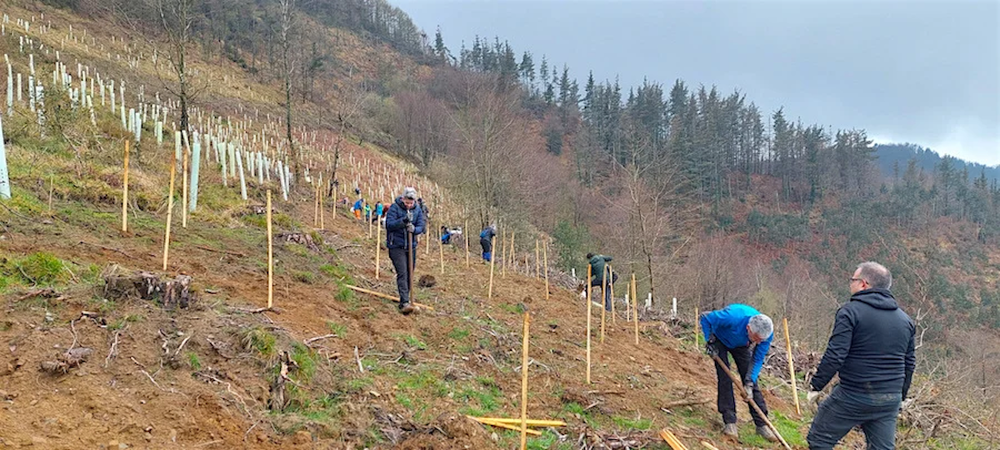 Eibarko Baso Biziak eta Lurgaia elkarlanean ari dira bertako basoa berreskuratzeko