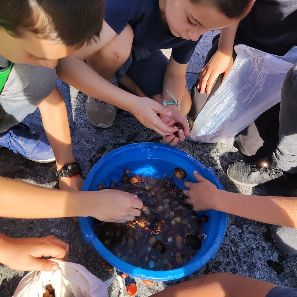 Eibarko basoak ezagutzeko ezkur bilketa egingo dute urriaren 19an