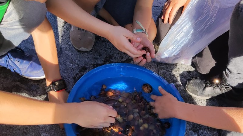 Eibarko basoak ezagutzeko ezkur bilketa egingo dute urriaren 19an