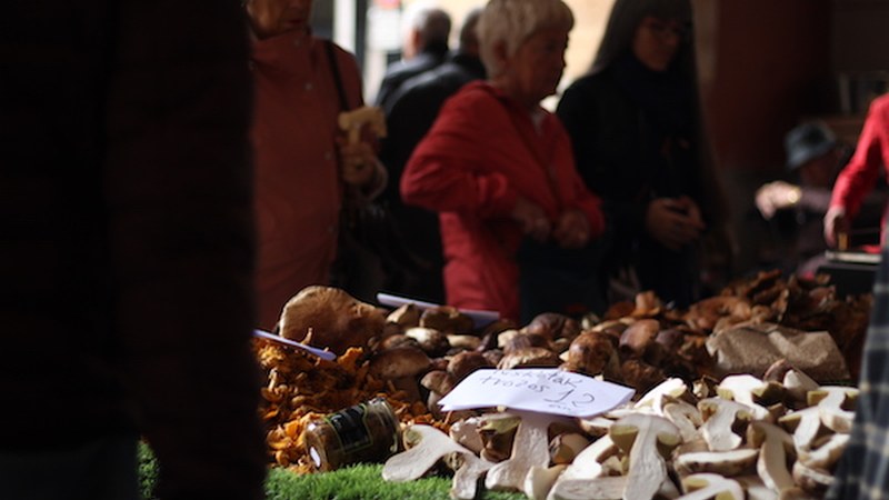 Eibarko Jardunaldi Mikologikoak (2019)