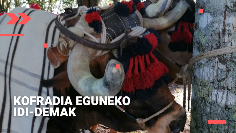 Elgoibarko Soartek eraman du Kofradia eguneko idi-probetako saria
