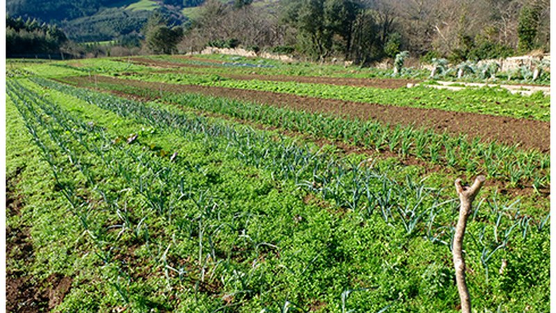 Elikadura, jatea baino gehiago