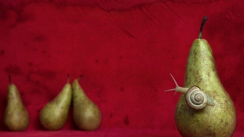 Erakusketek ekingo diote Argazkilaritza Maiatzean programari