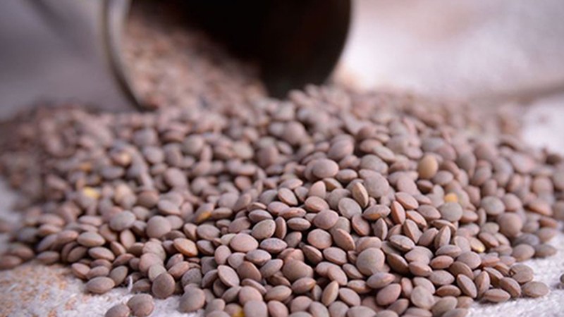 Errefuxiatuentzat lentejak bilduko dituzte Untzagako jubilatu etxean zapatu goizean