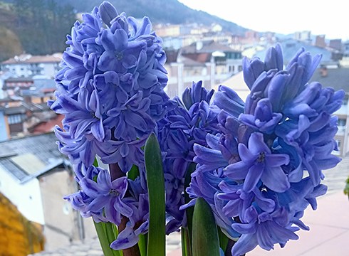 Etxeko leiho eta balkoiak landareekin apaintzeko lehiaketa antolatu dute hirugarrenez