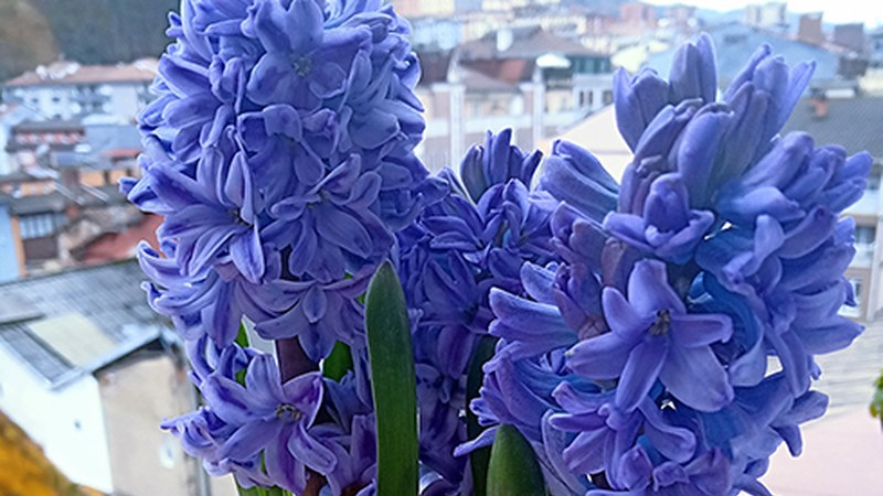 Etxeko leiho eta balkoiak landareekin apaintzeko lehiaketa antolatu dute hirugarrenez