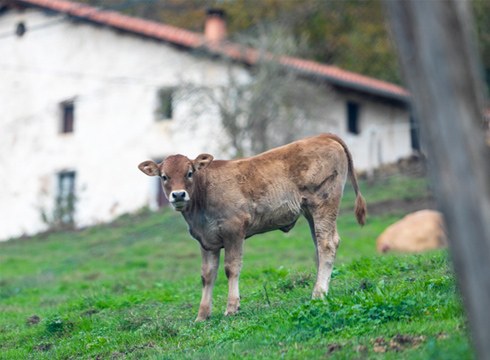 Foru Aldundiak 950.000 euro bideratuko ditu landa garapeneko proiektuak bultzatzeko laguntzetara