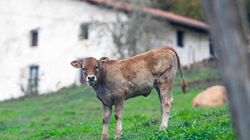 Foru Aldundiak 950.000 euro bideratuko ditu landa garapeneko proiektuak bultzatzeko laguntzetara
