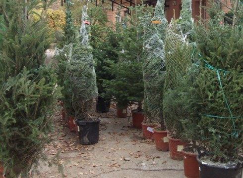 Gabonetako izeiak gaur eta bihar batuko dituzte