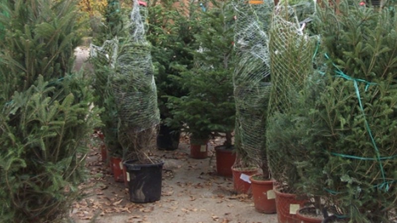 Gabonetako izeiak gaur eta bihar batuko dituzte