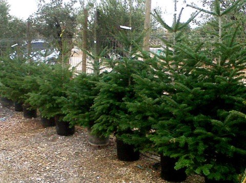 Gabonetako izeien bilketa