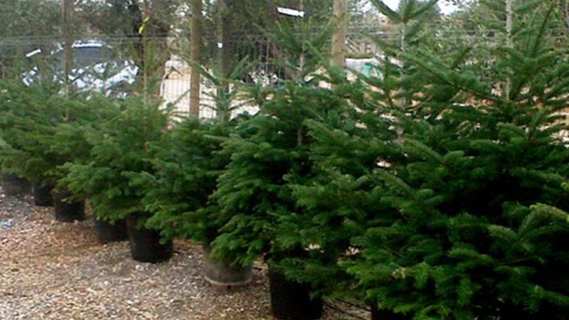 Gabonetako izeien bilketa